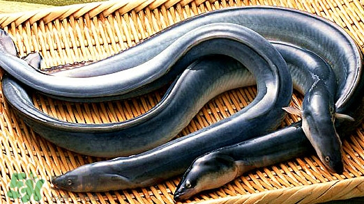 鰻魚是泥鰍嗎？鰻魚與泥鰍什么區(qū)別