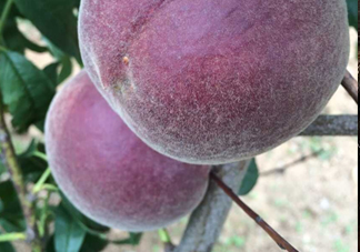 黑桃水果是什么品種？黑桃是酸性還是堿性