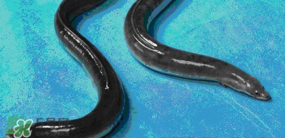 鰻魚是鱔魚嗎？鰻魚是白鱔嗎