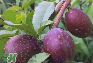 黑桃怎么做好吃？黑桃怎么吃最有營(yíng)養(yǎng)價(jià)值