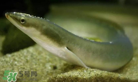 鰻魚是鱔魚嗎？鰻魚是白鱔嗎