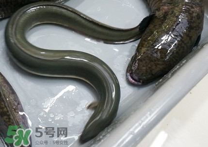鰻魚多少錢一斤？野生鰻魚多少錢一斤