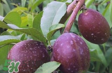黑桃是什么水果？吃黑桃有什么好處？