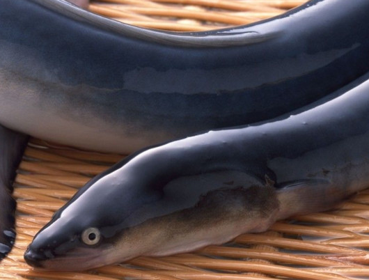 鰻魚是帶魚嗎？鰻魚和帶魚有什么區(qū)別