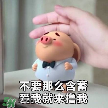 豬小屁表情包是什么？豬小屁表情包為什么這么火？