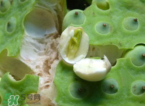蓮蓬可以泡水喝嗎？蓮蓬泡水的功效與作用