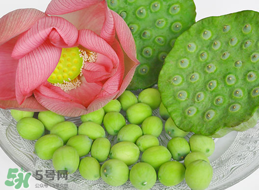 蓮蓬是水果嗎？蓮蓬是水果還是蔬菜？