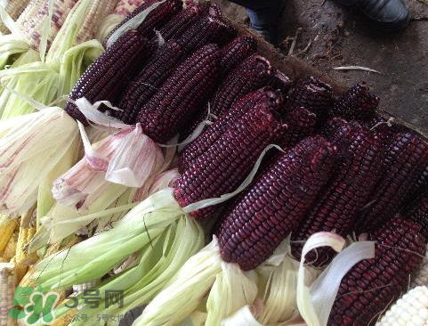 紫玉米會(huì)掉色嗎？紫玉米怎么會(huì)掉色？