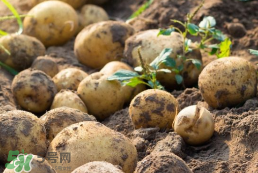 7月份能種土豆嗎？土豆7月怎樣種植？