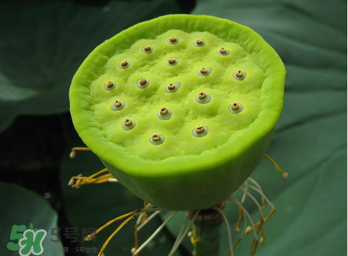 蓮蓬是什么樣子？蓮蓬是怎么長出來的？