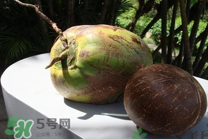 椰子什么時候成熟？椰子什么時候吃最好