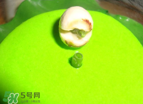 新鮮蓮子可以種嗎？新鮮蓮子能種出荷花嗎？
