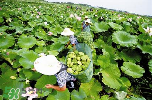 新鮮蓮子可以種嗎？新鮮蓮子能種出荷花嗎？