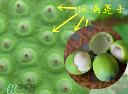 新鮮蓮子有什么功效？新鮮蓮子一次吃多少？