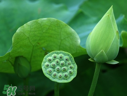 新鮮蓮蓬可以去胎毒嗎？蓮蓬煮水可以去胎毒嗎？