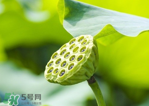 新鮮蓮蓬可以去胎毒嗎？蓮蓬煮水可以去胎毒嗎？