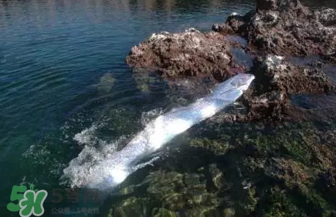 皇帶魚吃什么？皇帶魚吃人嗎？