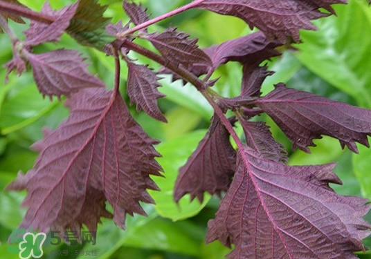 紫蘇是什么植物？紫蘇是發(fā)物嗎？