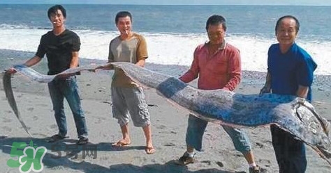 皇帶魚(yú)可以吃嗎？皇帶魚(yú)是帶魚(yú)的一種嗎