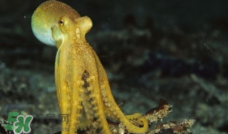 八帶魚怎么洗？八爪魚怎么處理干凈