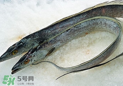 帶魚為什么都是死的？帶魚為什么出水就死？