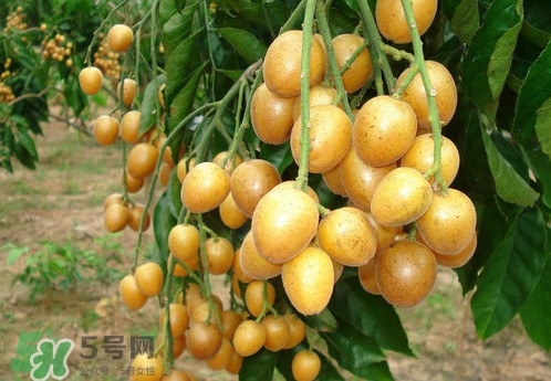 黃皮果什么品種最好吃？黃皮果吃多了會(huì)怎樣