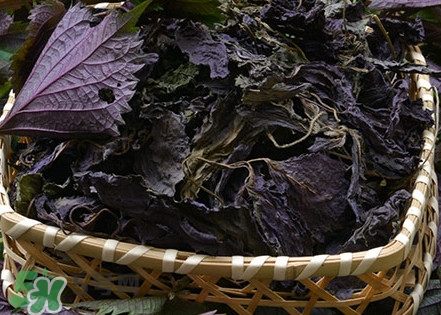 紫蘇是什么植物？紫蘇是發(fā)物嗎？
