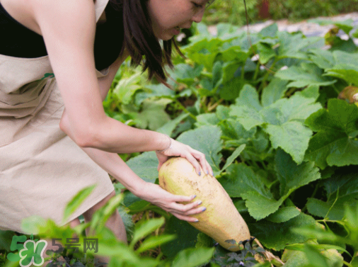入伏種什么菜？入伏適合種哪些蔬菜？