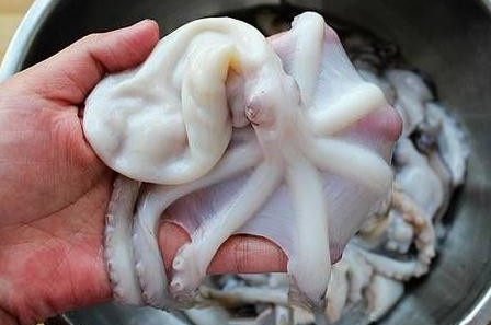 章魚是魚嗎？章魚有什么營養(yǎng)價值？