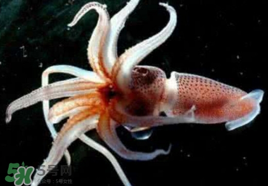 章魚(yú)是烏賊嗎？章魚(yú)與烏賊的區(qū)別