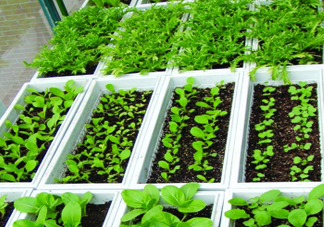 入伏種什么菜？入伏適合種哪些蔬菜？