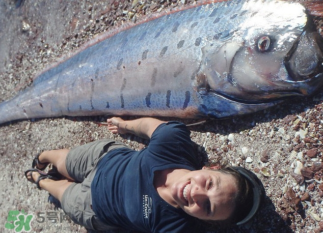 皇帶魚最長有多長？皇帶魚的恐怖傳說