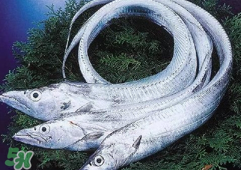 帶魚為什么都是死的？帶魚為什么出水就死？