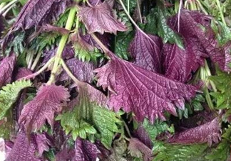 紫蘇是什么植物？紫蘇是發(fā)物嗎？