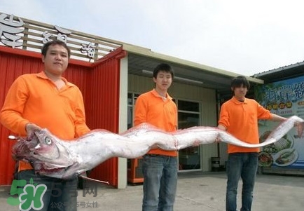 皇帶魚好吃嗎？皇帶魚和帶魚的區(qū)別