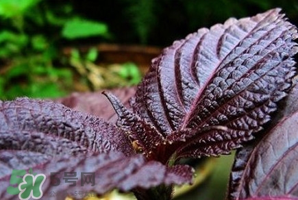 紫蘇是莧菜嗎？紫蘇和莧菜的區(qū)別