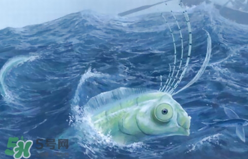 皇帶魚(yú)可以吃嗎？皇帶魚(yú)是帶魚(yú)的一種嗎