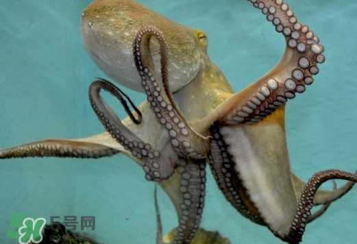 章魚(yú)是烏賊嗎？章魚(yú)與烏賊的區(qū)別