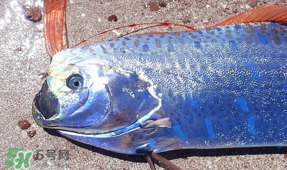 皇帶魚吃什么？皇帶魚吃人嗎？