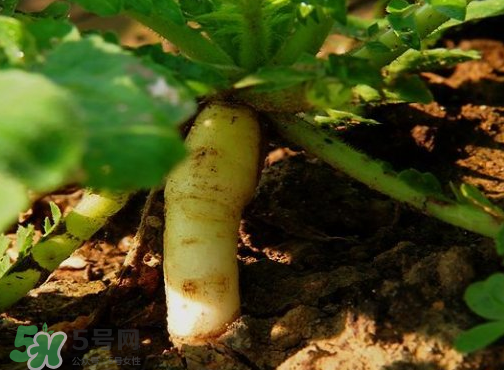 頭伏蘿卜二伏菜是什么意思？頭伏種什么菜？