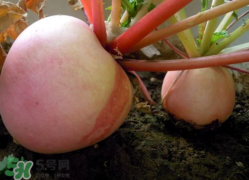 頭伏蘿卜二伏菜是什么意思？頭伏種什么菜？