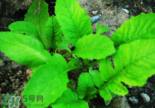 頭伏蘿卜二伏菜是什么意思？頭伏種什么菜？