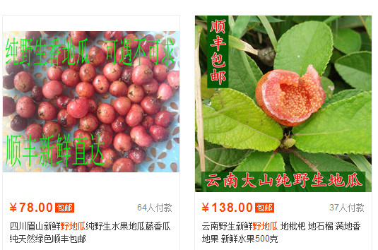 野地瓜哪里可以買到？哪個(gè)地方有種植野地瓜的