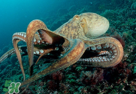 八爪魚(yú)為什么有大米？八爪魚(yú)為什么有墨汁