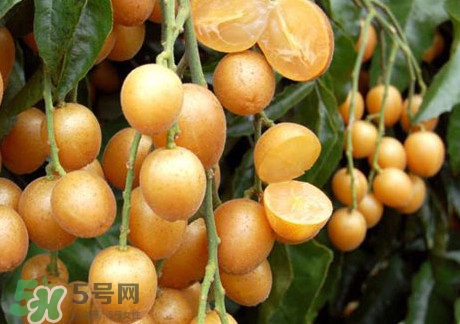 黃皮果可以放冰箱嗎？黃皮果可以放多久