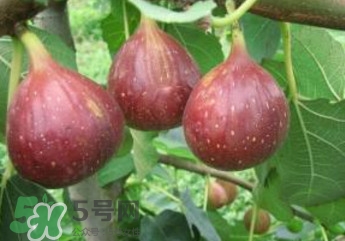 無花果什么品種最好？無花果哪種品種好吃