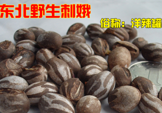 洋辣子多少錢一斤？洋辣子罐是什么