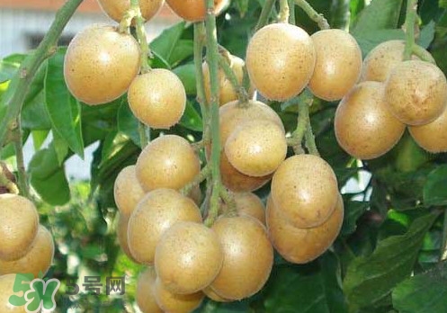 黃皮果可以放冰箱嗎？黃皮果可以放多久