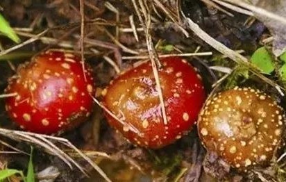 野地瓜哪里可以買到？哪個(gè)地方有種植野地瓜的