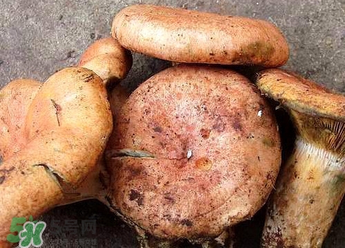 重陽菌可以種植嗎？重陽菌為什么不能人工種植？